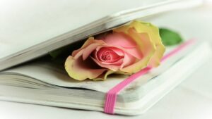 Memento Mori: A multicolor rose is being pressed between the pages of a journal. 