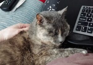 This a photo of Alesia's cat, Libby. She's was the runt of her littermates, only has half a tail, and is "dilute tortie" in coloration. She's the littlest Grimalkin at the Crossing, and is seen here in her "dozing feline supervisor" pose. 